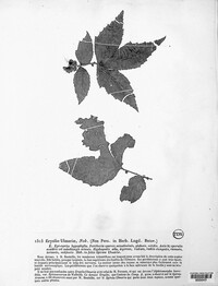 Erysiphe ulmariae image